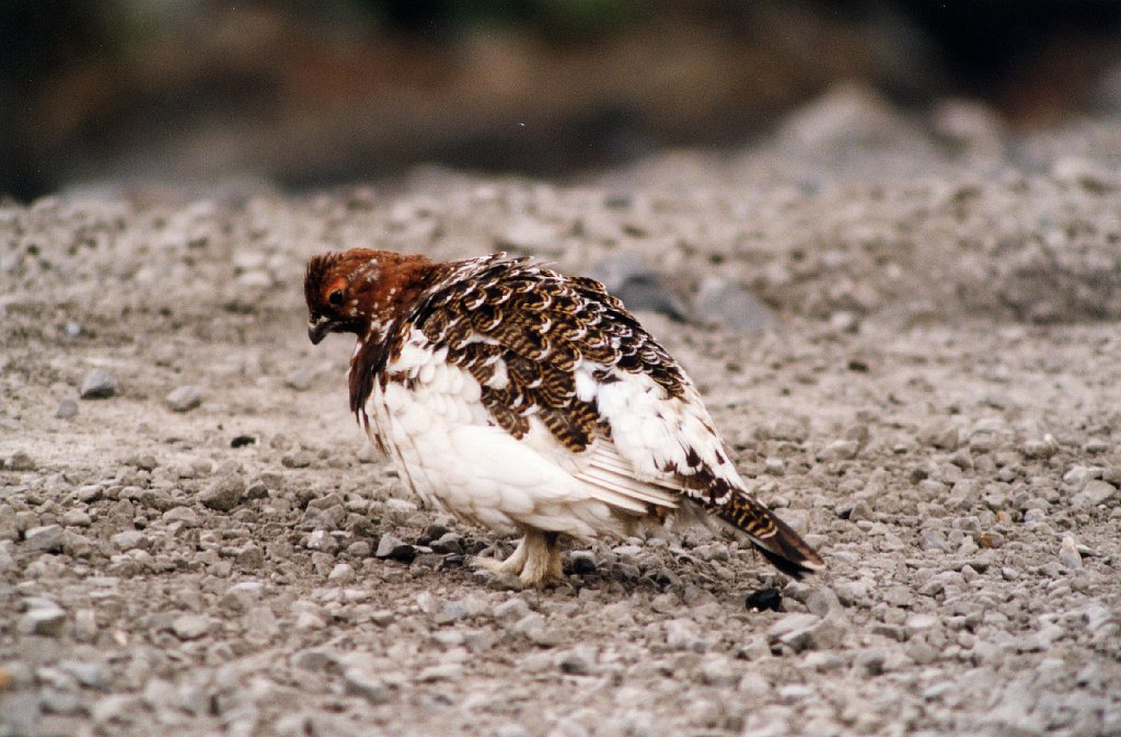 Ptarmigan, Willow, BL09P92I02.jpg - Willow Ptarmigan